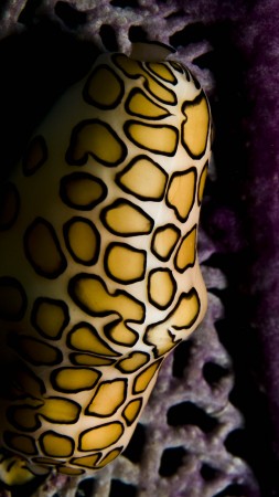 Flamingo Tongue Snail, Roatan, Marine Park, Honduras, Coral Polyps, underwater, diving, water, aquarium, purple, yellow, World's best diving sites (vertical)