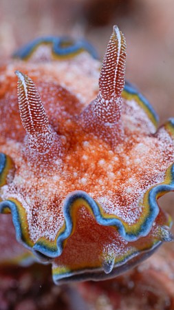 Nudibranch, Deep sea corals, Alona beach, Panglao, Philippines, Coral, marine life, diving, sea, tourism, World's best diving sites (vertical)