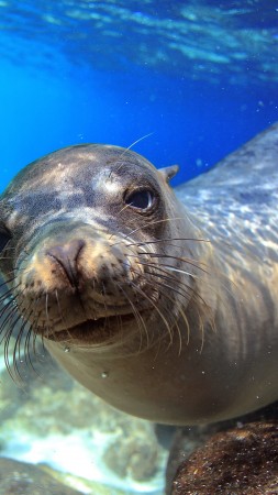 Sea Lion, Galapagos, island, Ecuador, underwater, close-up, diving, tourism, bottom, blue, animal, World's best diving sites (vertical)