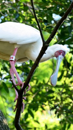 Bird, Dina's City, tourism, zoo, tree, green, white, nature (vertical)