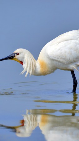 Eurasian spoonbill, 5k, 4k wallpaper, Japan, North Africa, bird, white, animal, nature, water, lake, reflection (vertical)