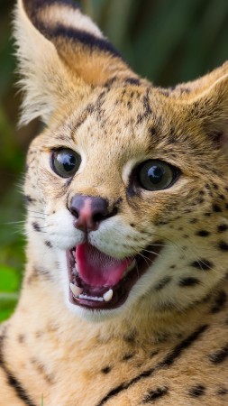 Geoffroy's, Felis geoffroyi, cat, nature, animal, teeth, wild, green (vertical)