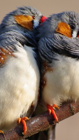 zebra finch, 5k, 4k wallpaper, Indonesia, East Timor, bird, animal, nature, branch, tourism, white, blue (vertical)