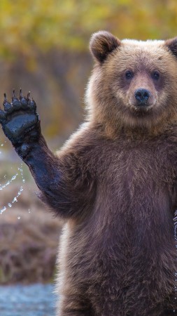 Bear, 4k, HD wallpaper, Hi, Water, National Geographic, Big (vertical)