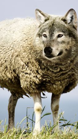 wolf in sheep's clothin, wolf, sheep, 5k (vertical)