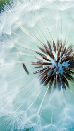 dandelion, flower, 4k (vertical)