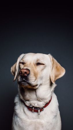 Labrador, dog, funny animals, cute animals, 4k (vertical)