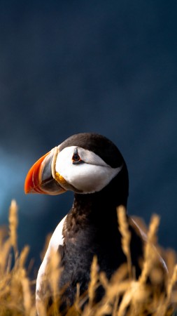 Atlantic puffin, 5k, 4k wallpaper, Atlantic Ocean, British Isles, bird, colorful, nature, animal (vertical)