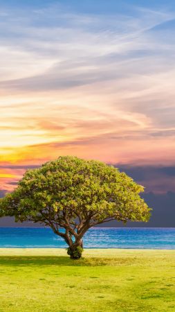 tree, nature, ocean, landscape, 5k (vertical)