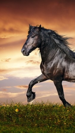 horse, 5k, 4k wallpaper, hooves, mane, galloping, black, sunset, green grass, sky, clouds (vertical)