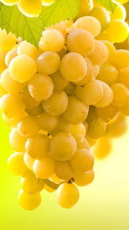 grapes, 5k (vertical)