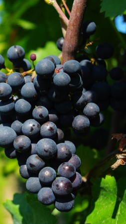 grapes, 4k (vertical)