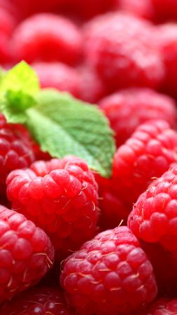 raspberries, delicious, 5k (vertical)