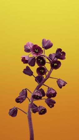 iPhone X wallpapers, iPhone 8, flower, iOS11, retina, 4k, HD, WWDC 2017 (vertical)