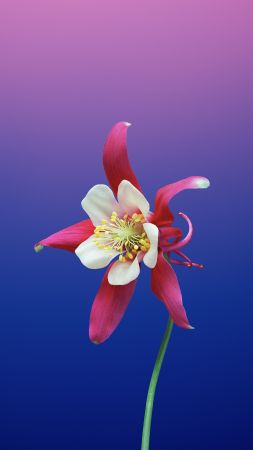 iPhone X wallpapers, iPhone 8, flower, iOS11, retina, 4k, HD, WWDC 2017 (vertical)