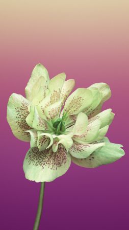 iPhone X wallpapers, iPhone 8, flower, iOS11, retina, 4k, HD, WWDC 2017 (vertical)