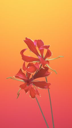 iPhone X wallpapers, iPhone 8, iOS11, flower, retina, 4k, HD, WWDC 2017 (vertical)