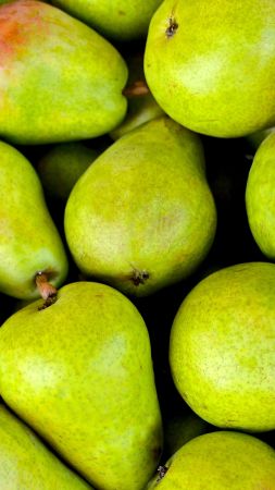 pear, fruit, green, 5k (vertical)