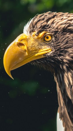 eagle, bird, 4k (vertical)