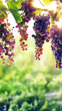 grapes, 8k (vertical)