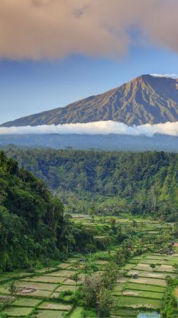 Bali, palms, trees, field, mountain, clouds, 5k (vertical)