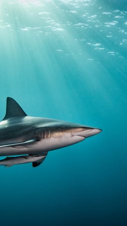 shark, underwater, 4k (vertical)