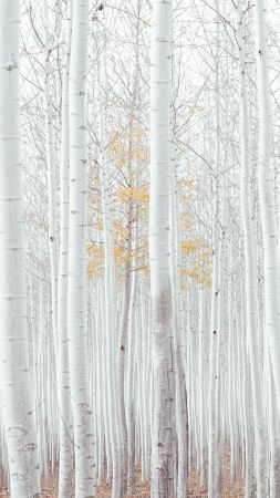 white, trees, forest, 4k (vertical)