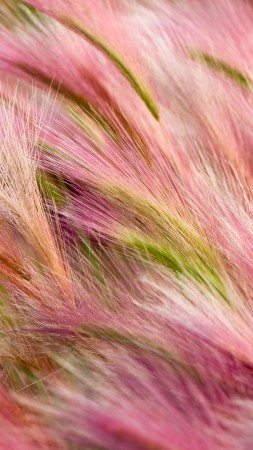 ears, 5k, 4k wallpaper, 8k, wind, pink, wheat, OSX (vertical)