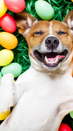 Easter, eggs, dog, 5k (vertical)