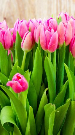 flowers, tulips, 4k (vertical)