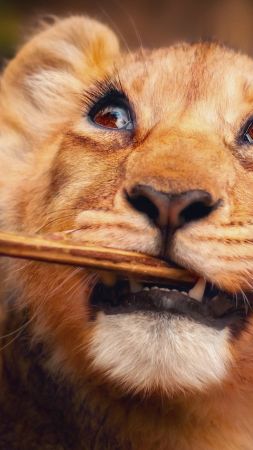 Lion, funny animals, 4K (vertical)