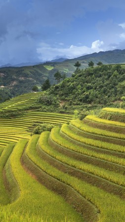 Rice Terrace, China, 5K (vertical)