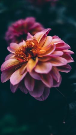 flower, pink, purple, 4K (vertical)