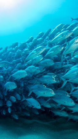 fish, underwater, diving, sea, ocean, 5K (vertical)