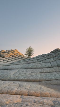 iOS 14.2, Desert, Tree, Day, 4K (vertical)