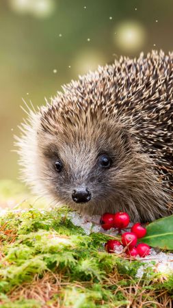 hedgehog, snow, winter, 5K (vertical)