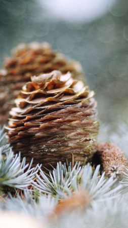 Pine cone, Bing, Microsoft, 5K (vertical)