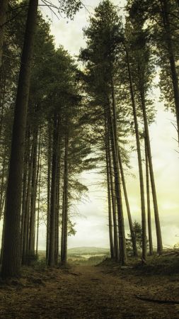 forest, green, light, 5K (vertical)