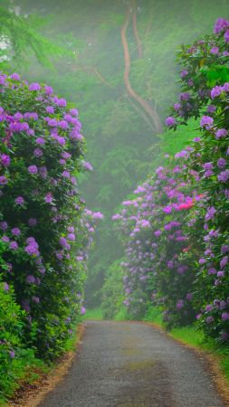 flower, pink, bush, 8K (vertical)