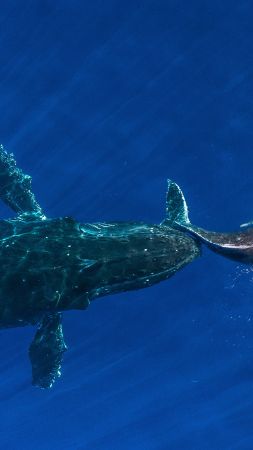 whale, ocean, blue, 4K (vertical)