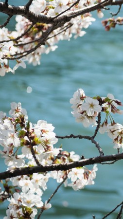 flower, tree, blue, white, 4K (vertical)