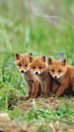 fox, cute animals, red, 5K (vertical)