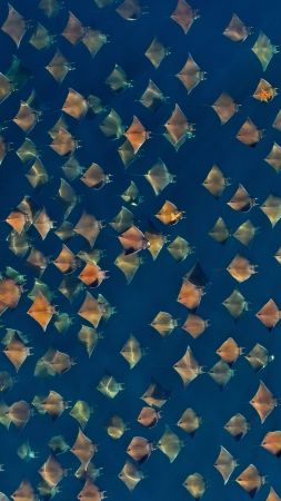 devil ray, water, fish, 5K (vertical)