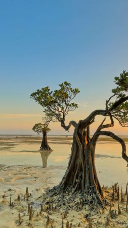 trees, sky, water, reflection, 5K (vertical)