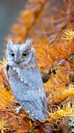 owl, cute animals, 4K (vertical)