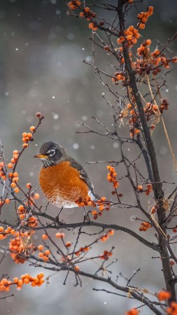 American Robin, winter, snow, trees, fog, 4K (vertical)