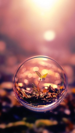 sphere, 4k, HD wallpaper, background, sunset, transparent, plant (vertical)