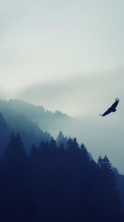 forest, 5k, 4k wallpaper, fog, eagle, landscape, wallpaper (vertical)