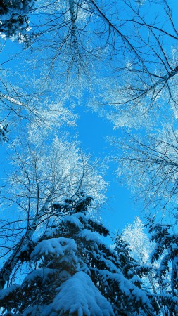 winter, 5k, 4k wallpaper, forest, fir-tree, snow, winter (vertical)