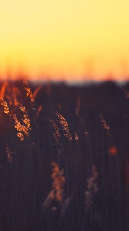 Field, 5k, 4k wallpaper, HD, sunset, grass (vertical)